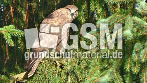 Mäusebussard (8).jpg